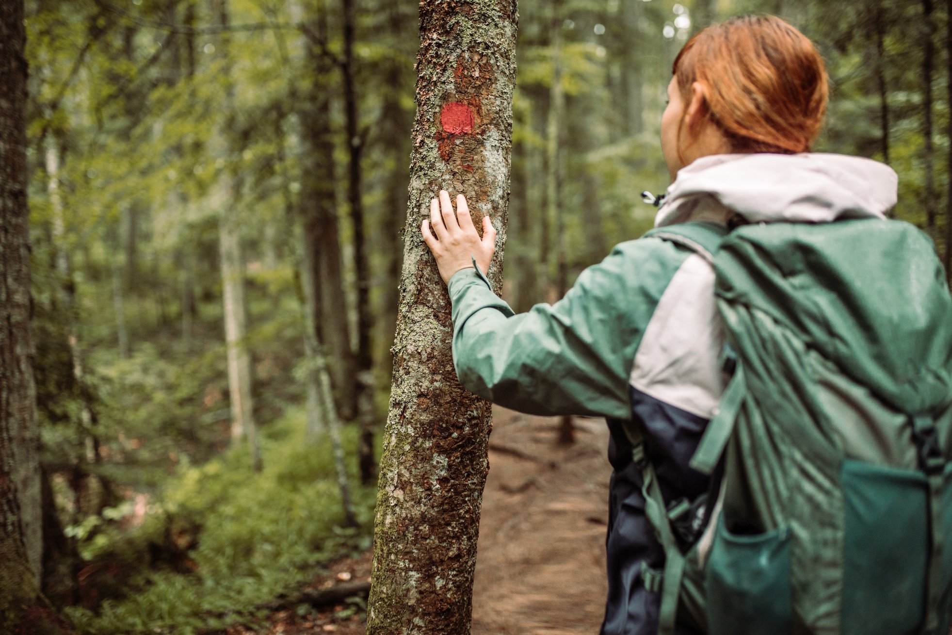 Forest walk