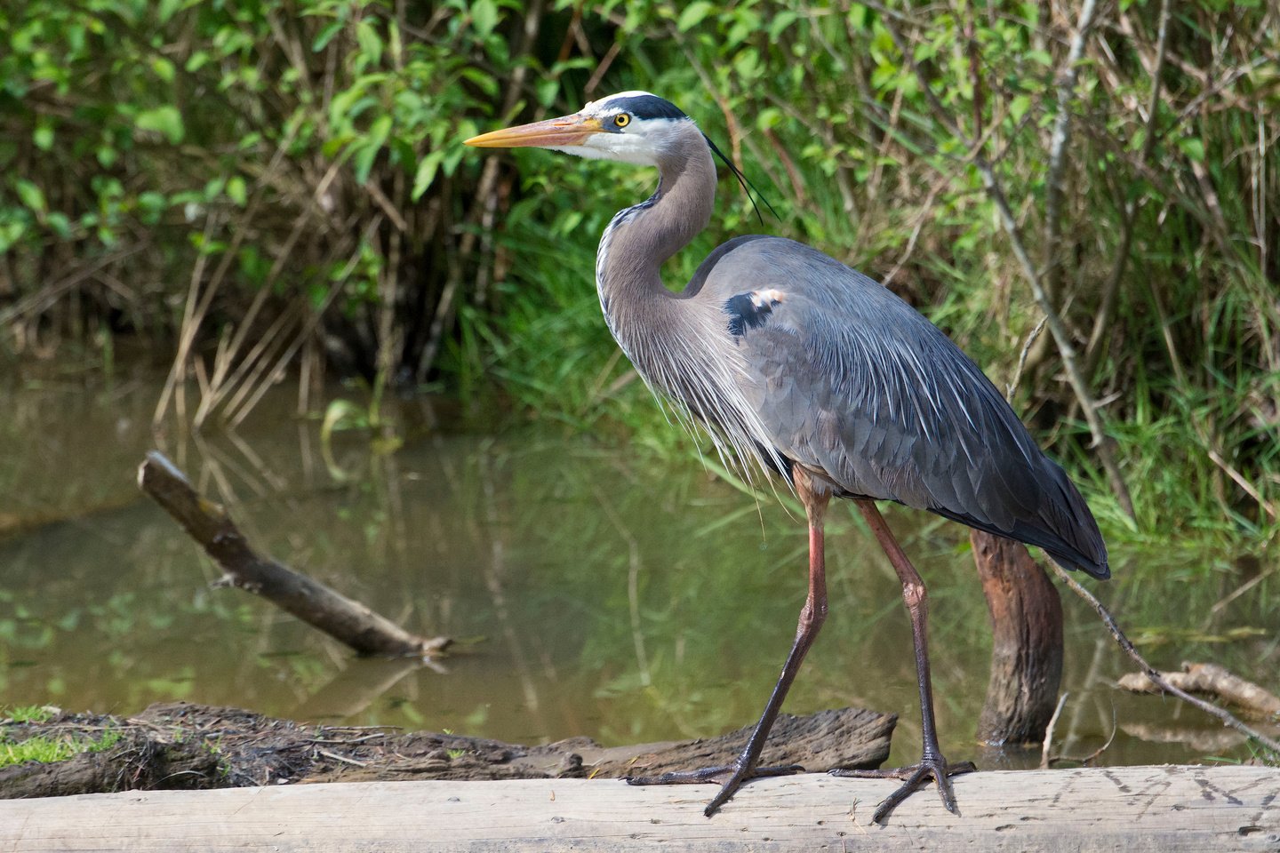 Great Blue Heron