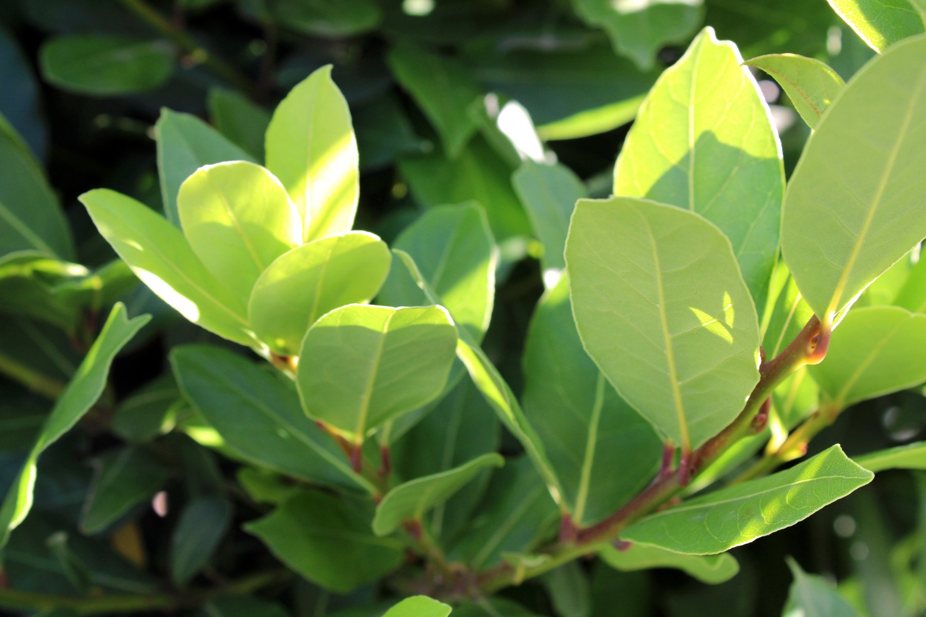 Bay tree in summer