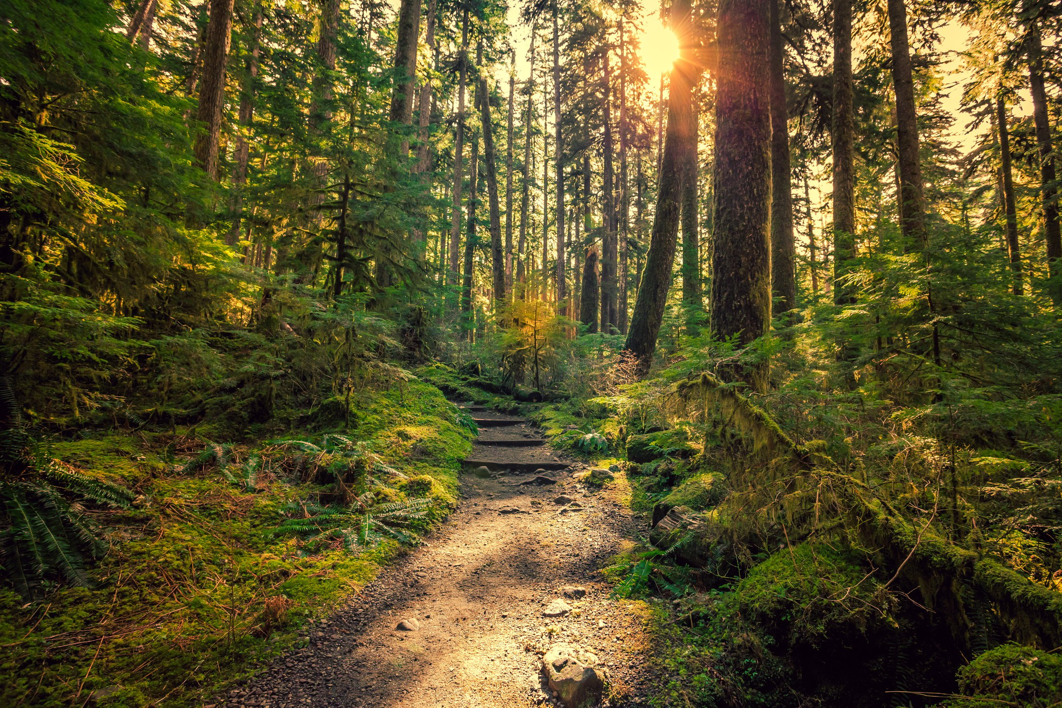 Olympic National Forest, Olympic National Park